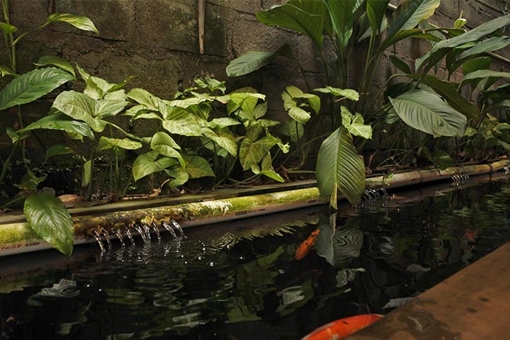 tranquil oasis